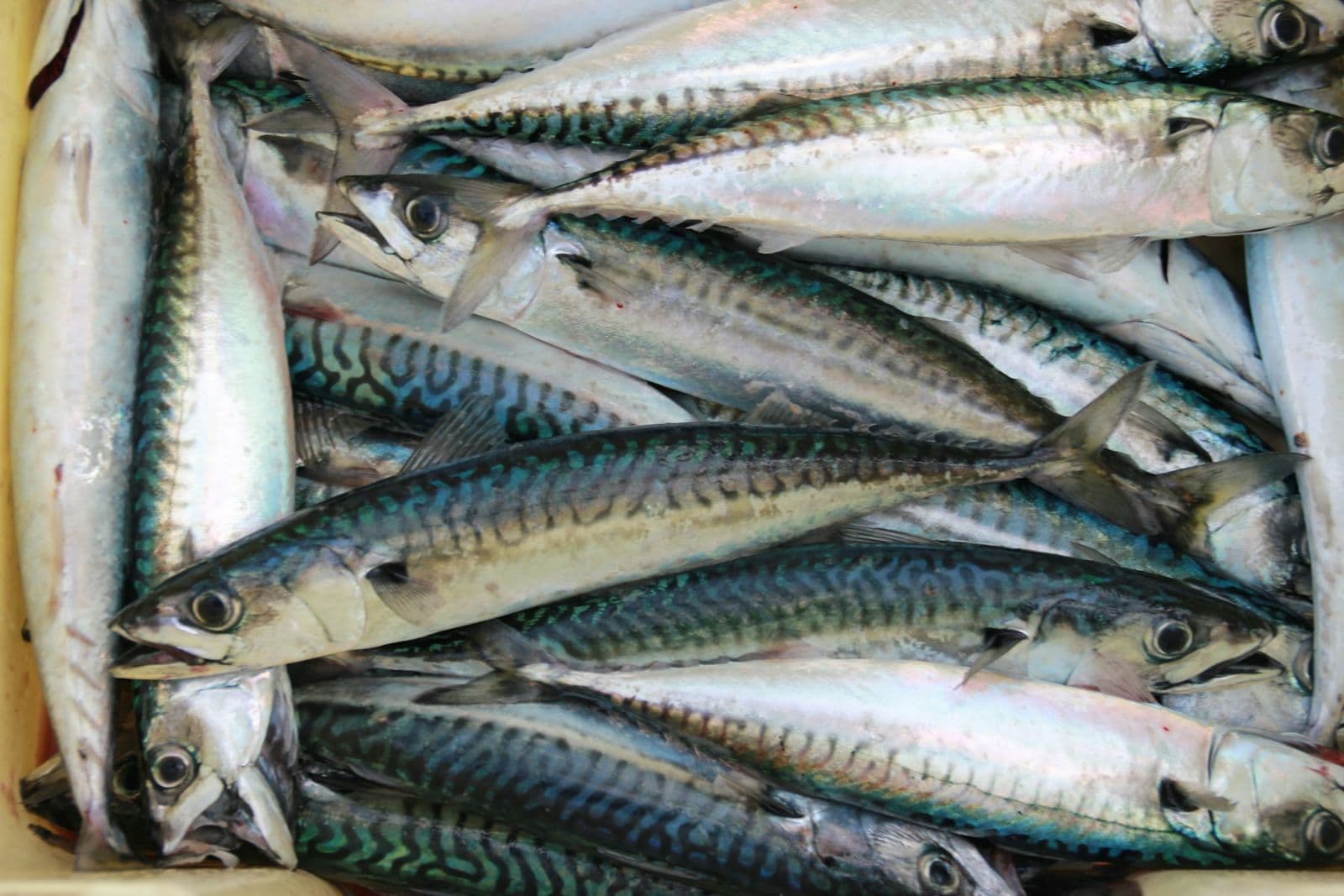 Freshly landed mackerel